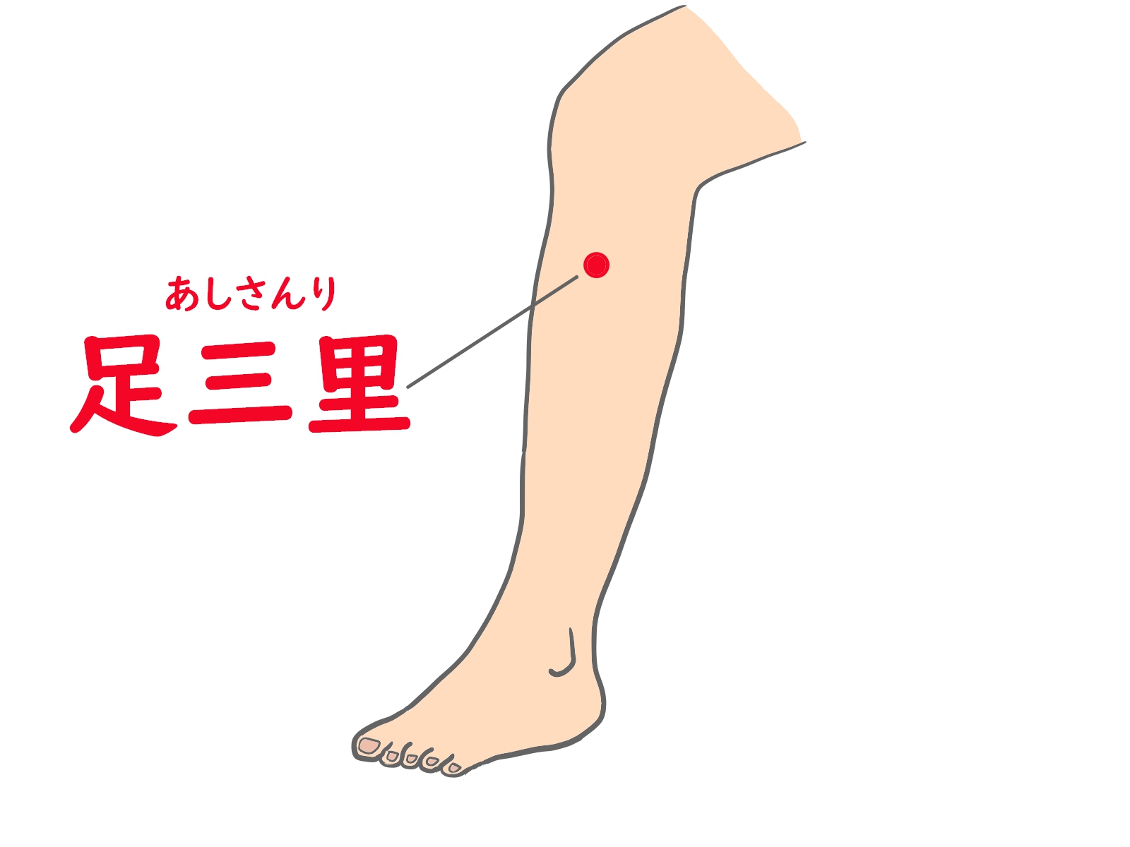 龍のツボPart3 足三里